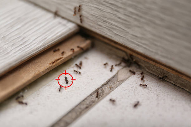 Best Best Pest Control Companies  in Bridgeport, TX