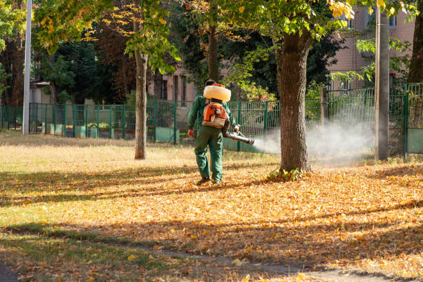 Best Mosquito Control Services  in Bridgeport, TX